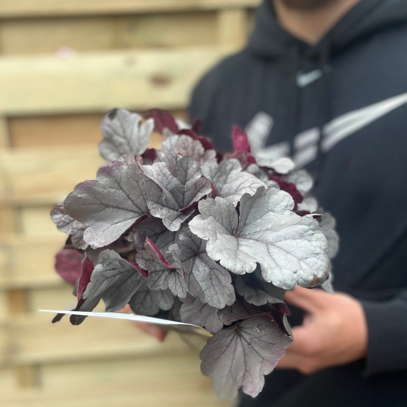 Heuchera 'Silverberry' 2L -