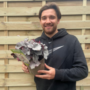 Heuchera 'Silver Gumdrop' 2L -