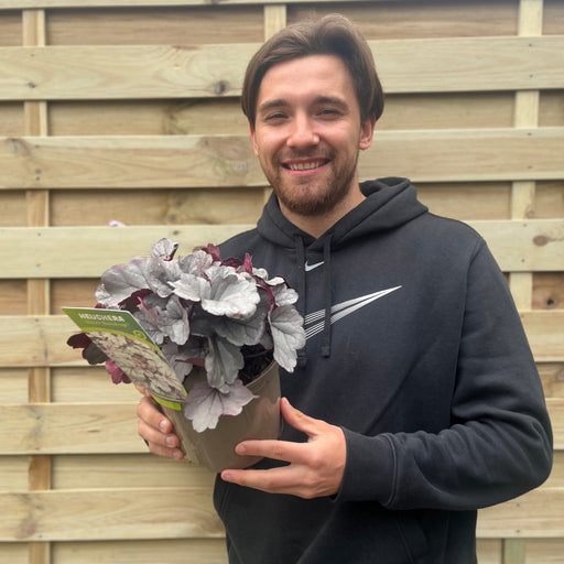 Heuchera 'Silver Gumdrop' 2L -