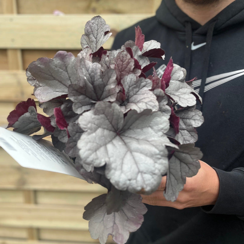 Heuchera 'Silver Gumdrop' 2L -