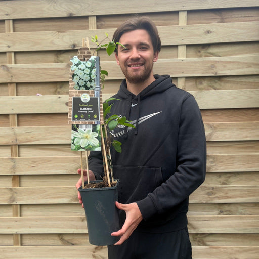 Clematis 'Guernsey Cream' 70cm -