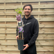 Clematis 'Maragret Hunt' 70cm -