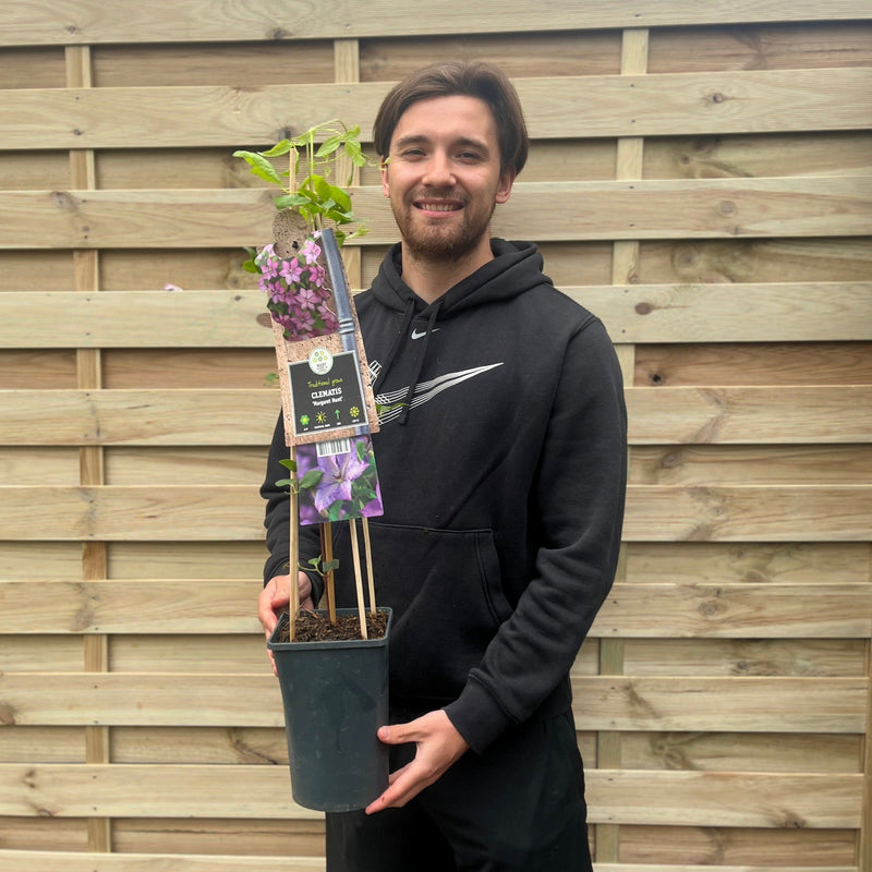 Clematis 'Maragret Hunt' 70cm -