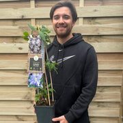 Clematis 'Blue Angel' 60cm -