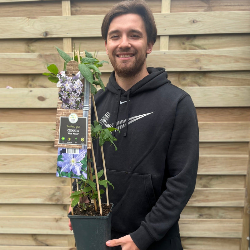 Clematis 'Blue Angel' 60cm -