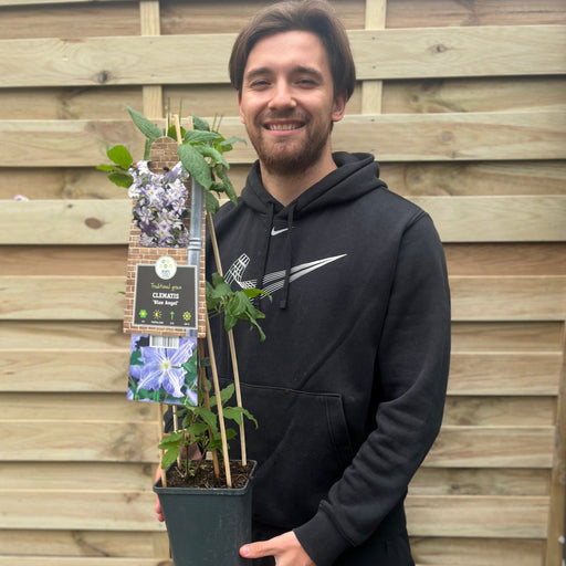 Clematis 'Blue Angel' 60cm -