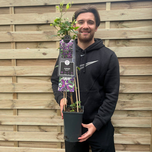 Clematis 'Noora' 70cm -