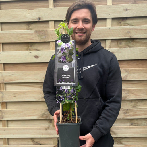 Clematis 'Fascination' 70cm -