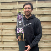 Clematis viticella 'Pernille' 70cm -