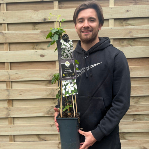 Clematis 'Forever Friends' 70cm -