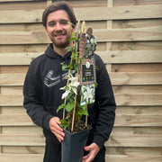 Clematis 'Gladys Picard' 70cm -