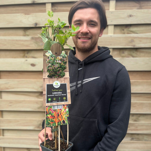 Honeysuckle 'American Beauty' Lonicera japonica 70cm -