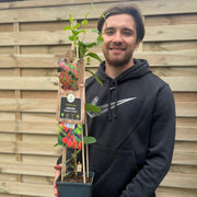 Lonicera 'Dropmore Scarlet' (Honeysuckle) 60-70cm -