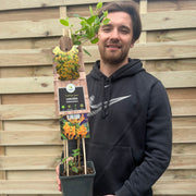 Honeysuckle 'Tellmaniania' | Lonicera japonica 60cm -