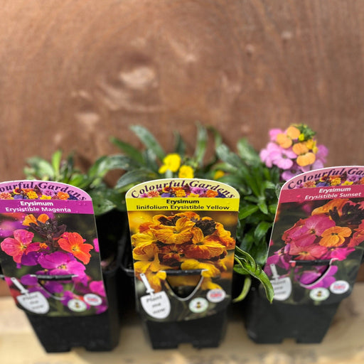 3 x Erysimum Supplied in 9cm Growers Pots -