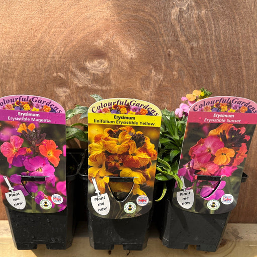 3 x Erysimum Supplied in 9cm Growers Pots -