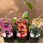 3 x Echinacea Supplied in 9cm Growers Pots -