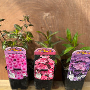 3 x Phlox Supplied in 9cm Growers Pots -