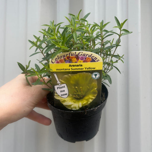 Arenaria montana Summer Yellow 9cm -