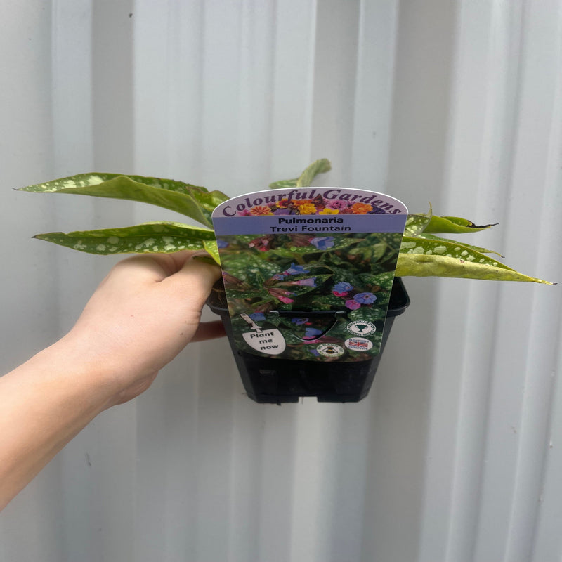 Pulmonaria 'Trevi Fountain' 9cm/2L -