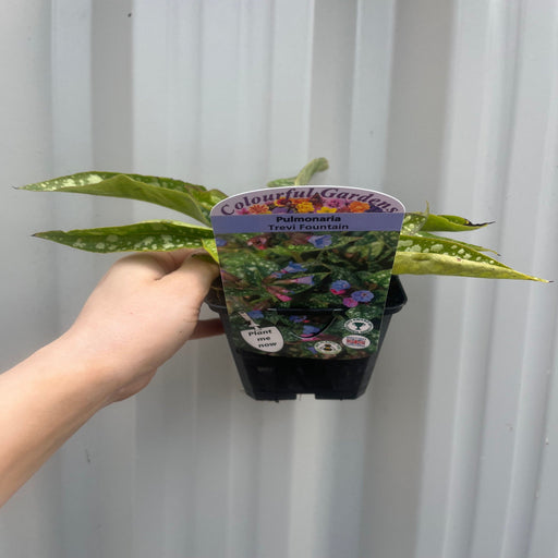 Pulmonaria 'Trevi Fountain' 9cm/2L -