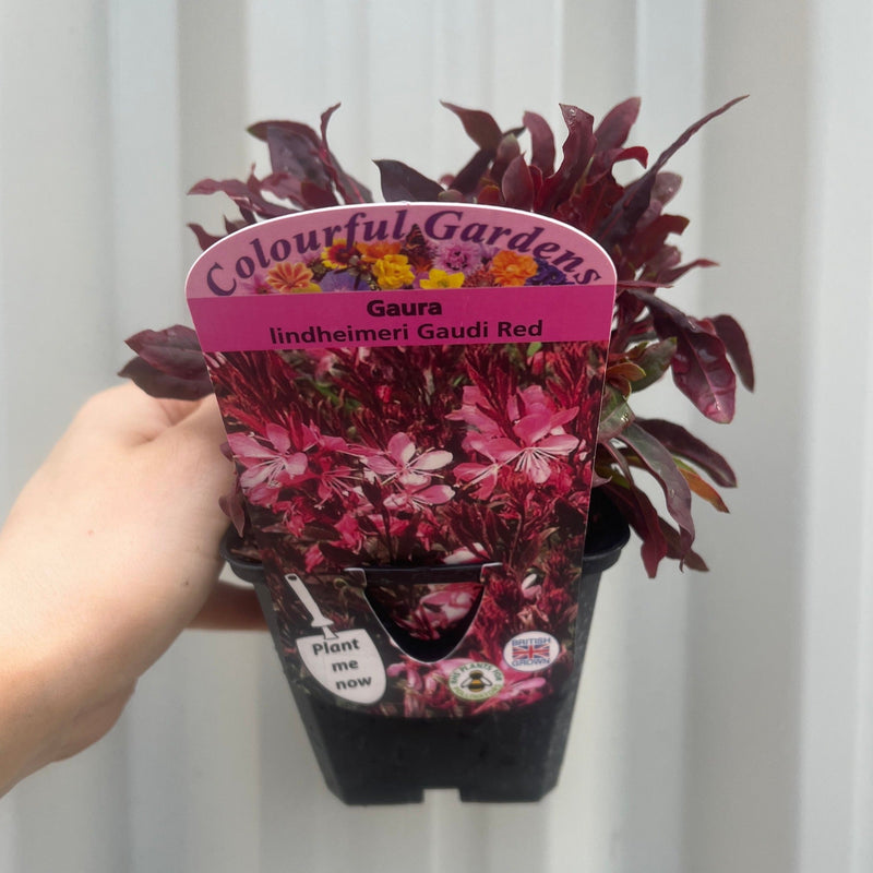 Gaura lindheimeri Gaudi Red 9cm/1.5L -