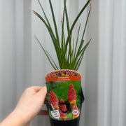 Kniphofia 'Paco Sunset' 9cm/3L -