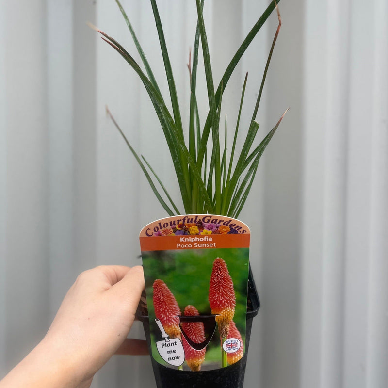 Kniphofia 'Paco Sunset' 9cm/3L -