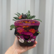 Erysimum 'Erysistible Magenta' 9cm -