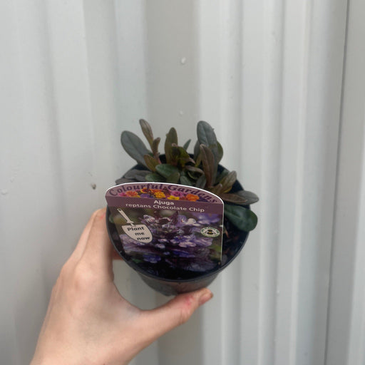 Ajuga 'Chocolate Chip' 9cm/2L -