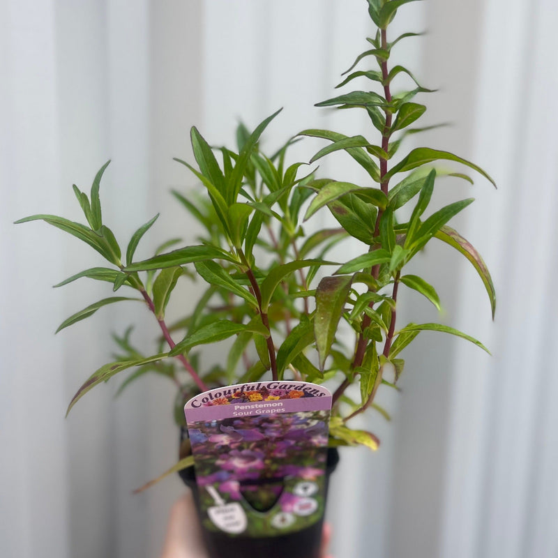 Penstemon 'Sour Grapes' 9cm -