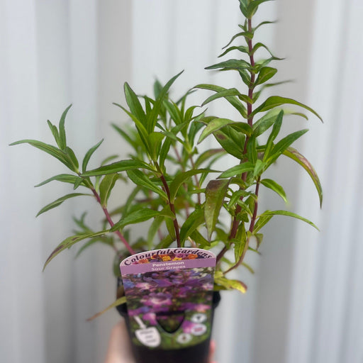 Penstemon 'Sour Grapes' 9cm -