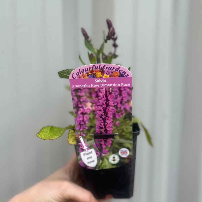 Salvia x superba Merleau Rose 9cm -