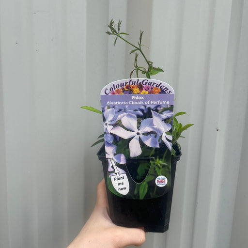 Phlox divaricata 'Clouds of Perfume' 9cm -