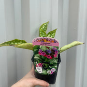 Pulmonaria 'Silver Bouquet' 9cm -