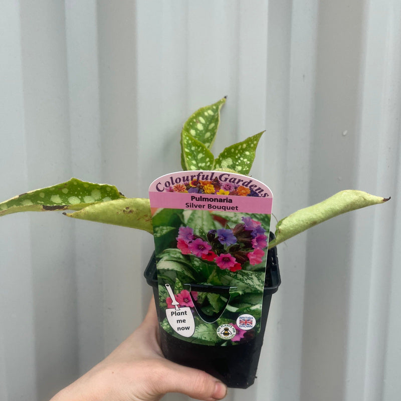 Pulmonaria 'Silver Bouquet' 9cm -