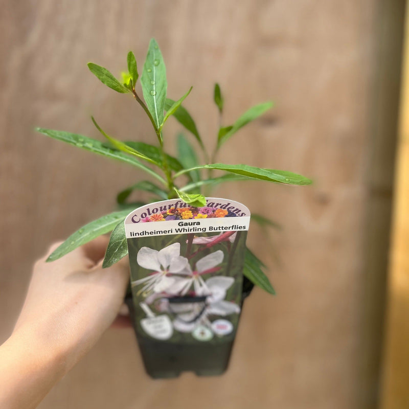 Gaura 'Whirling Butterflies' 9cm/2L -