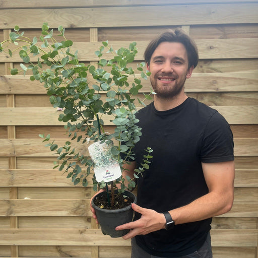 Eucalyptus gunnii ‘Blue Ice’ 2L Pot -