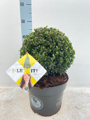 Ilex crenata Dark Green Ball 2L/3L/5L/7.5L -