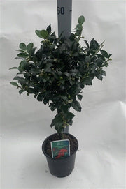 Standard Holly Tree | Ilex meserveae 'Blue Maid' | 50-60cm, 80-90cm -
