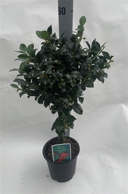 Standard Holly Tree | Ilex meserveae 'Blue Maid' | 50-60cm, 80-90cm -