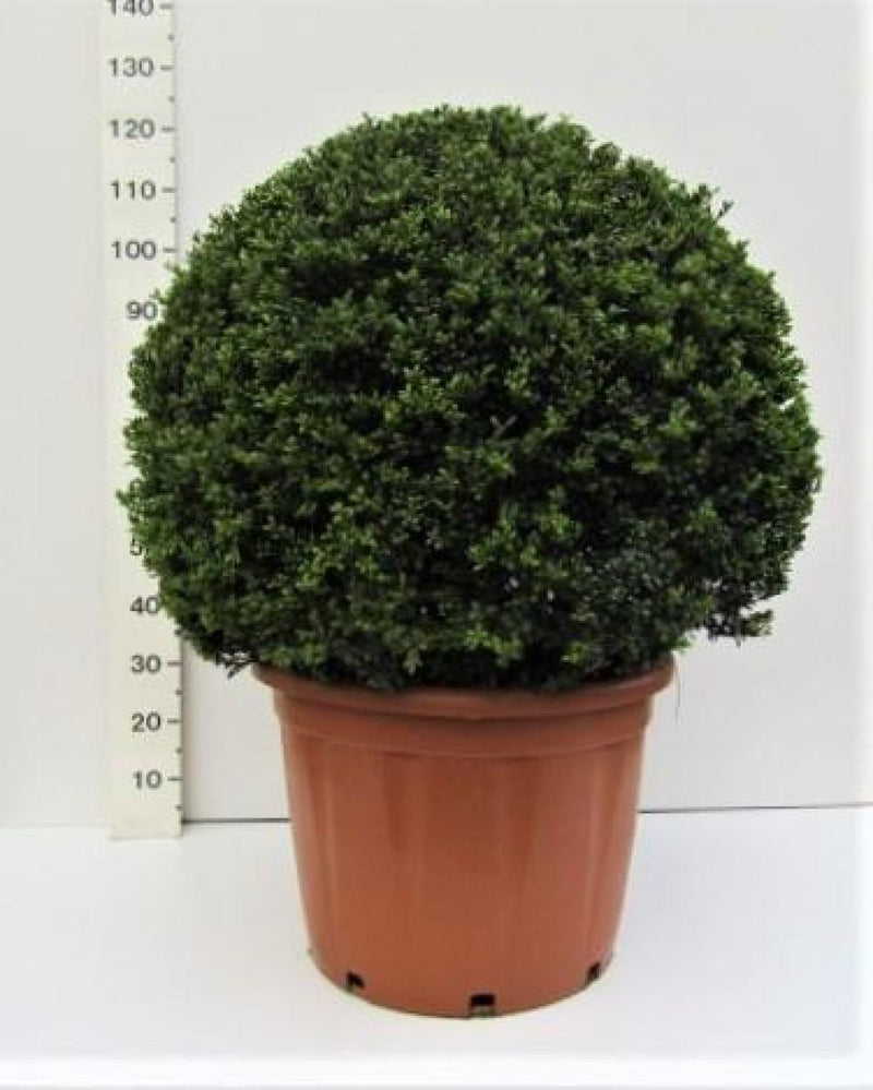 Established Ilex Crenata Convexa Ball 60L (1.2m) -