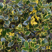 Ilex x altaclarensis 'Golden King' | Variegated Holly 9cm / 2L -