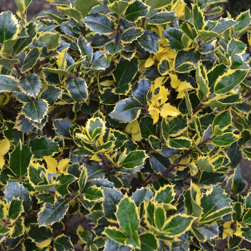 Ilex x altaclarensis 'Golden King' | Variegated Holly 9cm / 2L -
