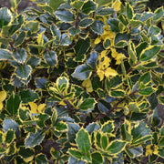 Ilex 'Golden King' | Variegated Holly 5L -
