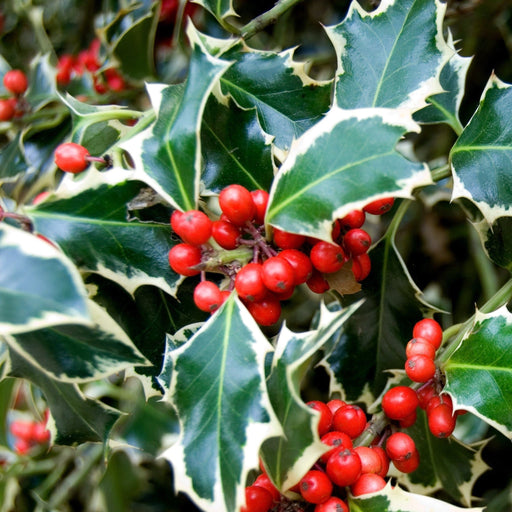 Ilex 'Argentea Marginata' Holly 9cm / 2L -