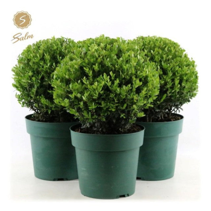 Ilex crenata 'Jenny' Ball 4L -