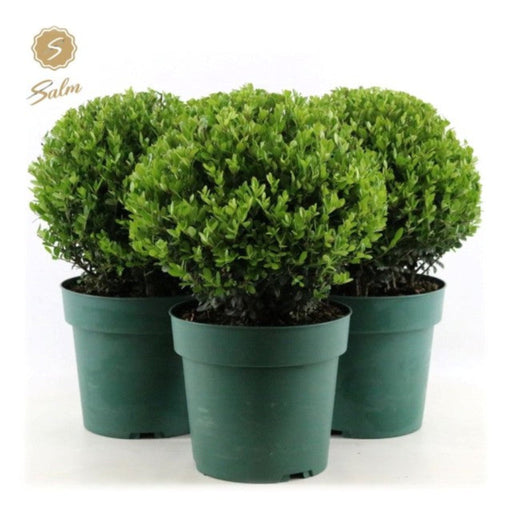 Ilex crenata 'Jenny' Ball 4L -