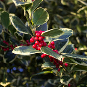 Ilex x altaclarensis 'Golden King' | Variegated Holly 9cm / 2L -