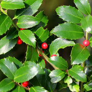 Standard Holly Tree | Ilex meserveae 'Blue Maid' | 50-60cm, 80-90cm -